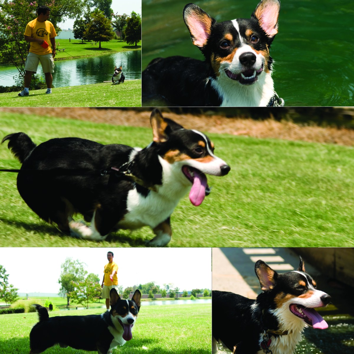 My Cherished Moments Photography Southaven, MS Photographer takes Pet